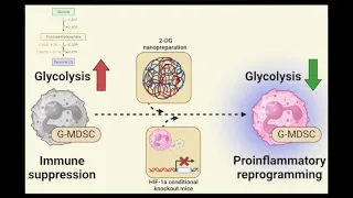 A glycolysis/HIF1a axis in promoting G-MDSC activity and biofilm persistence during PJI is important