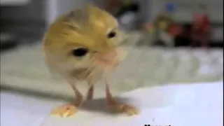 Pygmy Jerboa Mouse