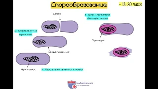 Споры и спорообразование у бактерий - meduniver.com