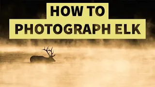 How To Photograph Elk In The Tetons - A Handful Of Tips And Tricks