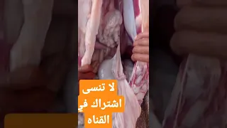 اكبر كبش عيد اضحى مع اكبر احشاء كبش اكبر حولي hawli kbir 3id hwala #shorts