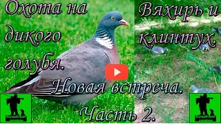 Охота на дикого голубя - вяхиря в 2016 г.  Новая встреча.  Часть 2.