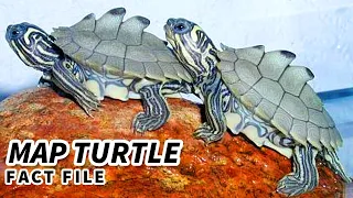 Map Turtle Facts: the SAWBACK Turtle 🐢 Animal Fact Files
