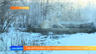 Собачий произвол: мэр Рузаевки на отлове бродячих животных