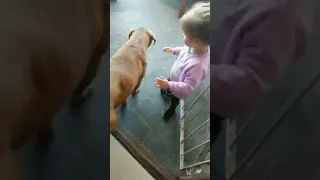 CUTE BABY TODDLER HAS FUN AND PLAYS WITH ADORABLE PITBULL DOG