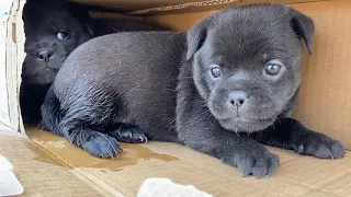 Two small black dogs abandoned in barbershop