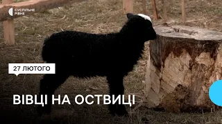 Вівці на "Оствиці". Для чого їх оселили у рівненському парку історичної реконструкції