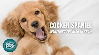 Cocker Spaniel Dogs 101 - Everything You Need to Know