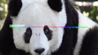 Panda Desiigner (Audio spectrum)