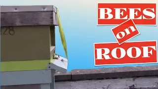 bees on roof