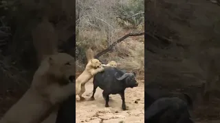 2 Buffaloes & 20 Elephants Are No Match for 22 Lions #Short Video #Viral Video