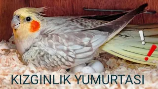 Kızgınlık Yumurtası Nedir ? Sultan Papağanı Üretiminin Altın İşareti  Kuşlarınız Sizi Uyarıyor !!!