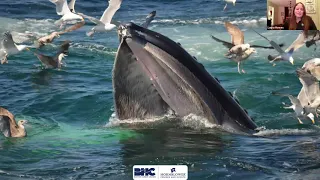 Virtual Whale Watch Re-Release!