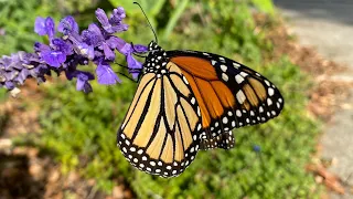 How to Raise Monarch Butterflies the Easy Way