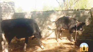 New cow and bull cow first time| Village Animals |