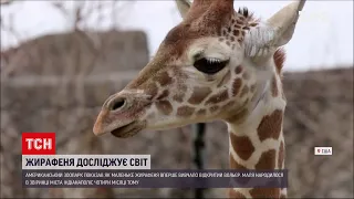 Новини світу: в американському зоопарку 4-місячне жирафеня вперше випустили у відкритий вольєр