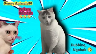 Video hewan lucu || Perkara ikan asin 🤣🤣 Dubbing ngakak by @AnimalsFunny-yc2ps