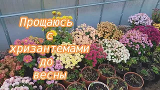 Прощаюсь с хризантемками