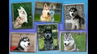 Хасята онлайн. Яника и разноцветное счастье.Husky Puppies LiveCam. Yanika and Colors of Happiness