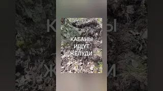 Такая простая и сложная жизнь природы.       Прогулка в майском лесу . Поют ВИА " Сябры ".