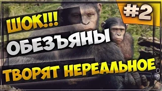 Шокирующее видео обезьяны и кабан ШОК!!!