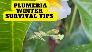 Grow Potted Plumeria Outdoors - Winter Survival Tips