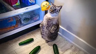 🙀🙀 Try Not To Laugh Dogs And Cats 🙀😘 Best Funny Animal Videos # 17