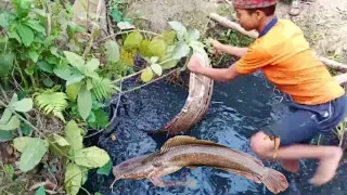 Black Water Amazing Fishing | Fish Cutting Video || Amazin Fish Cutting Skill || CatchAndCut