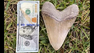 My Biggest Megalodon Tooth in 20 Years