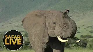 safariLIVE - Sunrise Safari - January 5, 2019