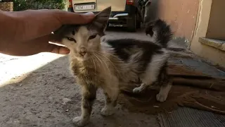 A little kitten with long hair was abandoned on a homeless street 😿