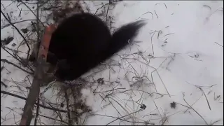 Результат пахучих приманок на соболей вторая часть.