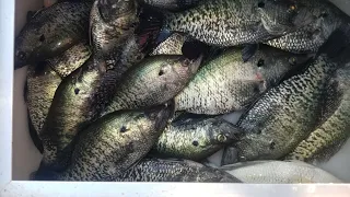 Casting At Hundreds Of Spawning Crappie! *Crappie Spawn 2024*