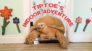 My 175lb Tortoise BROKE IN?