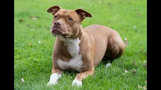 Lola’s life affected forever by breed specific legislation | Blue Cross