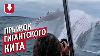 Гигантский кит выпрыгнул из воды прямо перед лодкой!