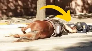 Texas policeman comforts fallen horse partner in her final moments