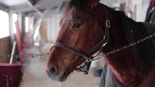 Here's What It's Like After 40 Years As A Farrier | #GrindItOut