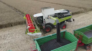 Rzepak 2021🤠  CLAAS LEXION 6600 🔥