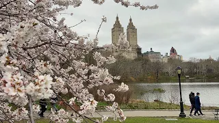 NYC LIVE Central Park Cherry Blossoms to Times Square 🌸 (April 6, 2022)