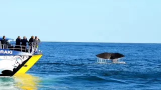 Whale Watch Kaikoura -  Marine Experience in 90 Secs