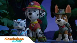 PAW Patrol : La Pat' Patrouille | Les meilleures aventures avec les Supers chats ! | Nickelodeon Jr.