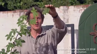 Gardening Advice episode 5 - take cuttings from roses