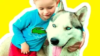 Красивая собака Хаски и Гриша!  Чудо #собаки и дети Позитивное видео с животными Щенки Хаски позитив