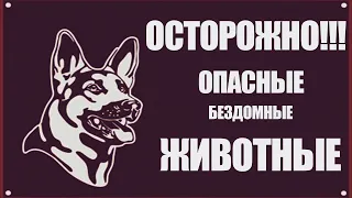 Мой контент съела БРОДЯЧАЯ СОБАКА / ВМН