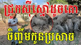 ជ្រូកអ្វីស៊ីស្មៅដូចគោ ចិញ្ចឹមលេងៗកូនឡើងប្រសាច