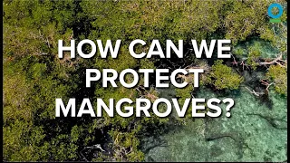 How Can We Protect Mangroves?