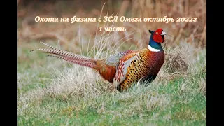 Охота на фазана с Западно-Сибирской лайкой.