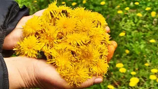 🌼Целебные свойства одуванчика. Варенье из одуванчика🍯