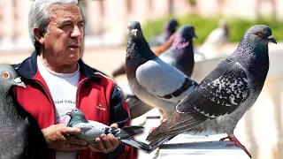 CARRIER PIGEONS and their sports and military use. Art of raising and training to compete